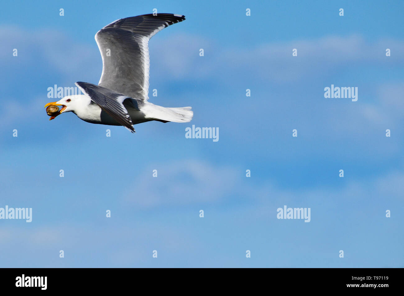 Una gaviota alada Glaucas, 'Larus glaucescens', volando con la almeja en su proyecto de ley sobre la costa de la isla de Vancouver, British Columbia, Canadá. Foto de stock