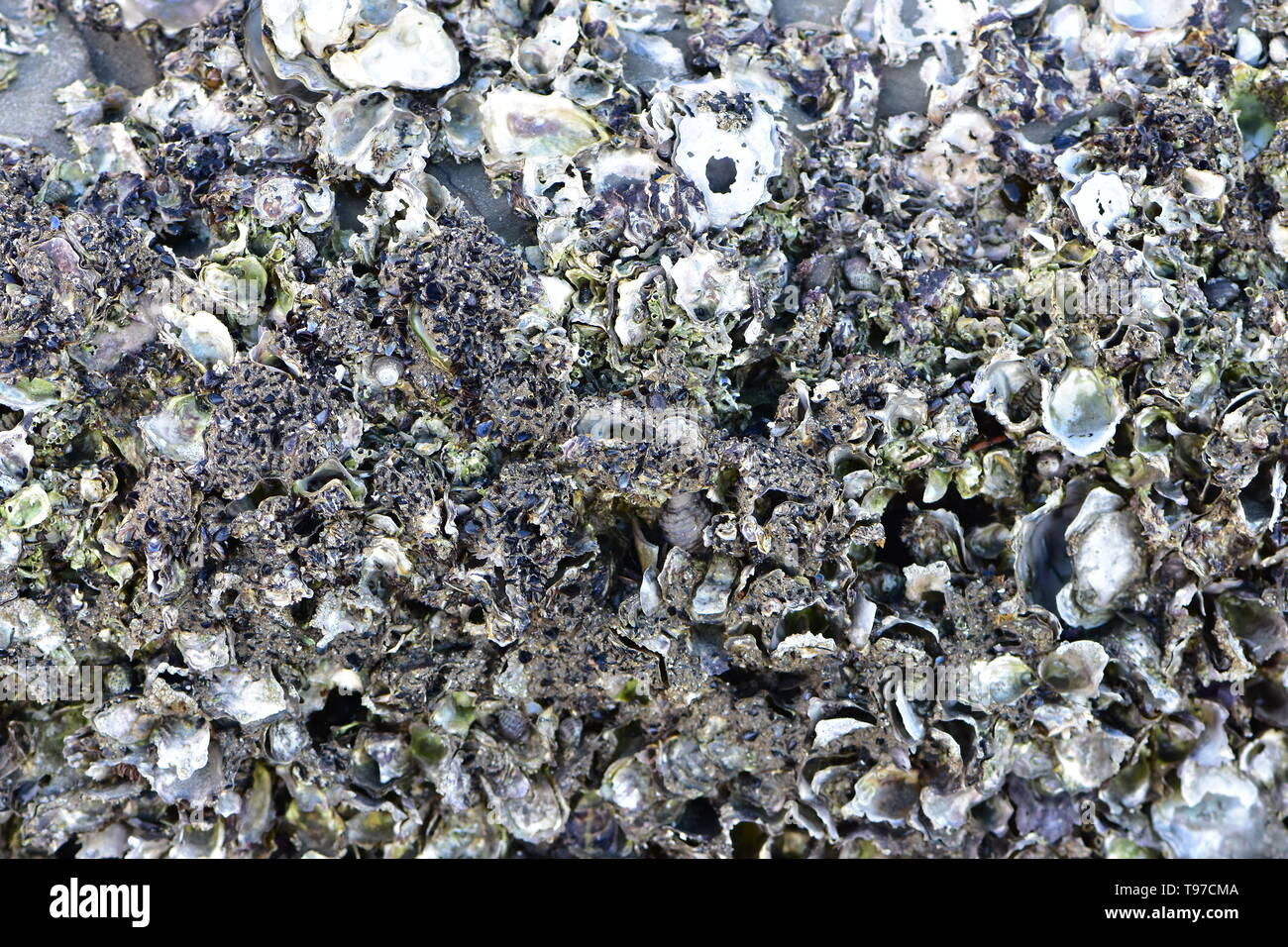 Varias conchas de mar unidos entre sí formando sustancia rocoso irregular con numerosos puntos y bordes afilados. Foto de stock