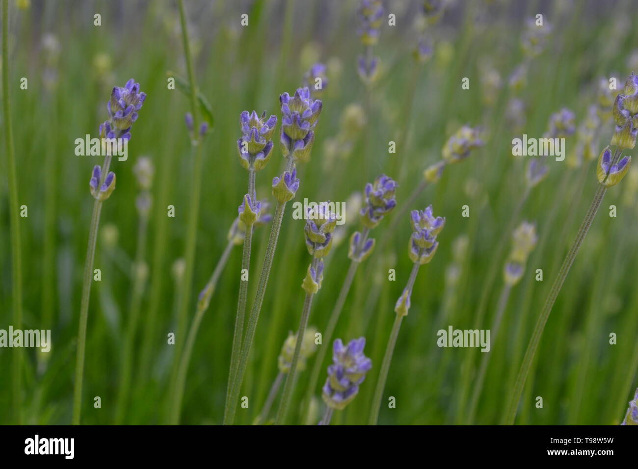 Los jóvenes flores de lavanda en agradables colores pastel. Fondo de flores  naturales. Vista de azul, púrpura flores en un jardín en verano. Closeup  Fotografía de stock - Alamy