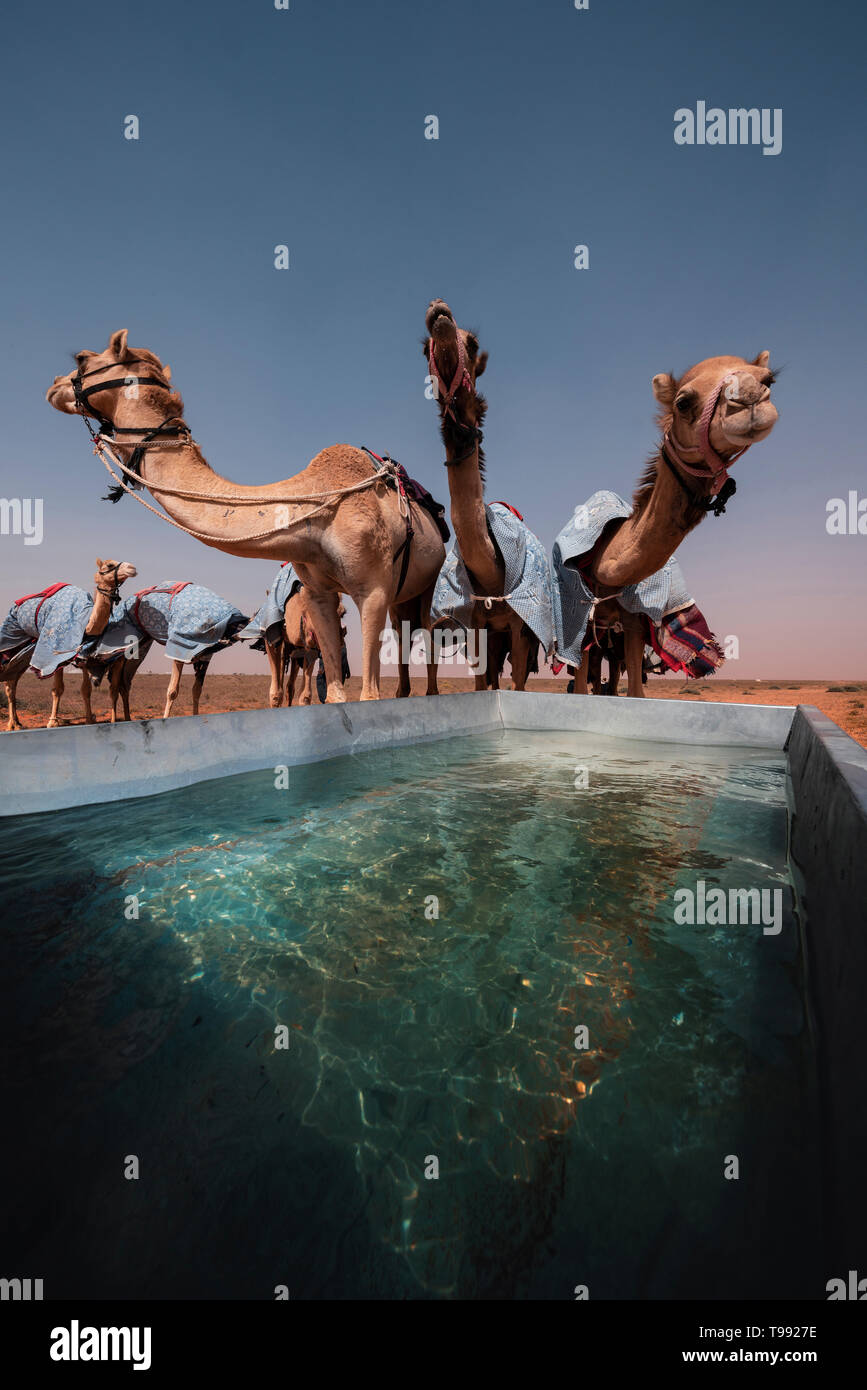 Beber los camellos después de una carrera de camellos, Arabia Saudita Foto de stock