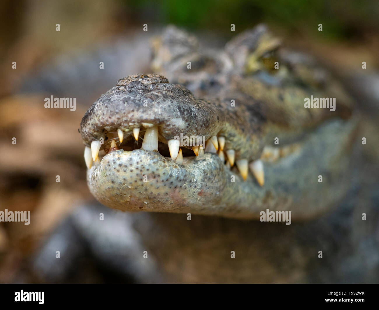 El caimán caimán caiman caiman crocodilus le costó a Rica América del Sur Foto de stock