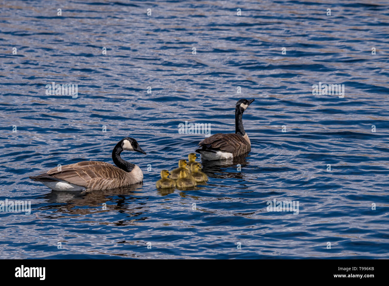 Dos gansos canadienses (Branta canadensis) adultos y cinco goslings (pichones) natación. Foto de stock