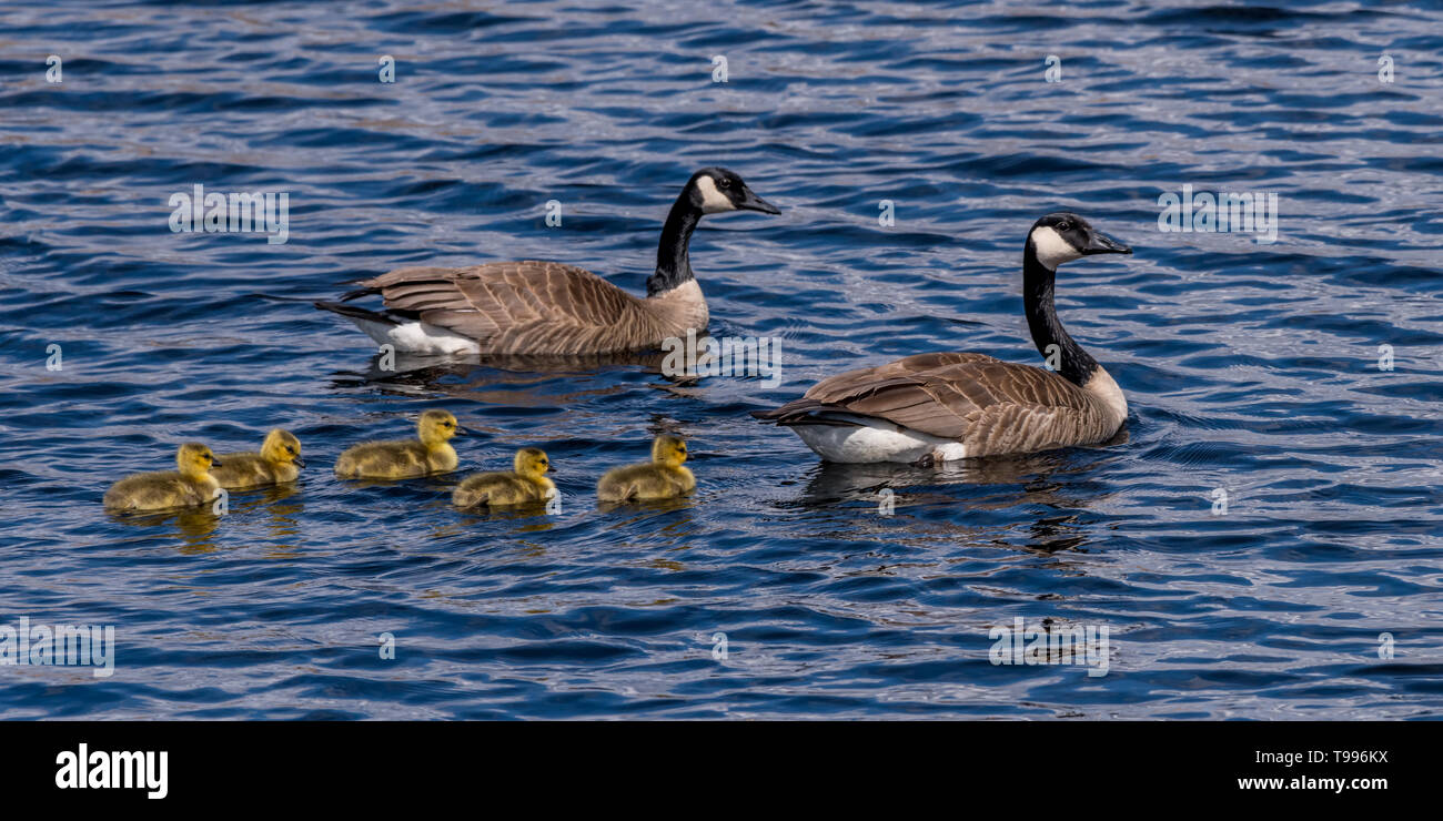 Dos gansos canadienses (Branta canadensis) adultos y cinco goslings (pichones) natación. Foto de stock