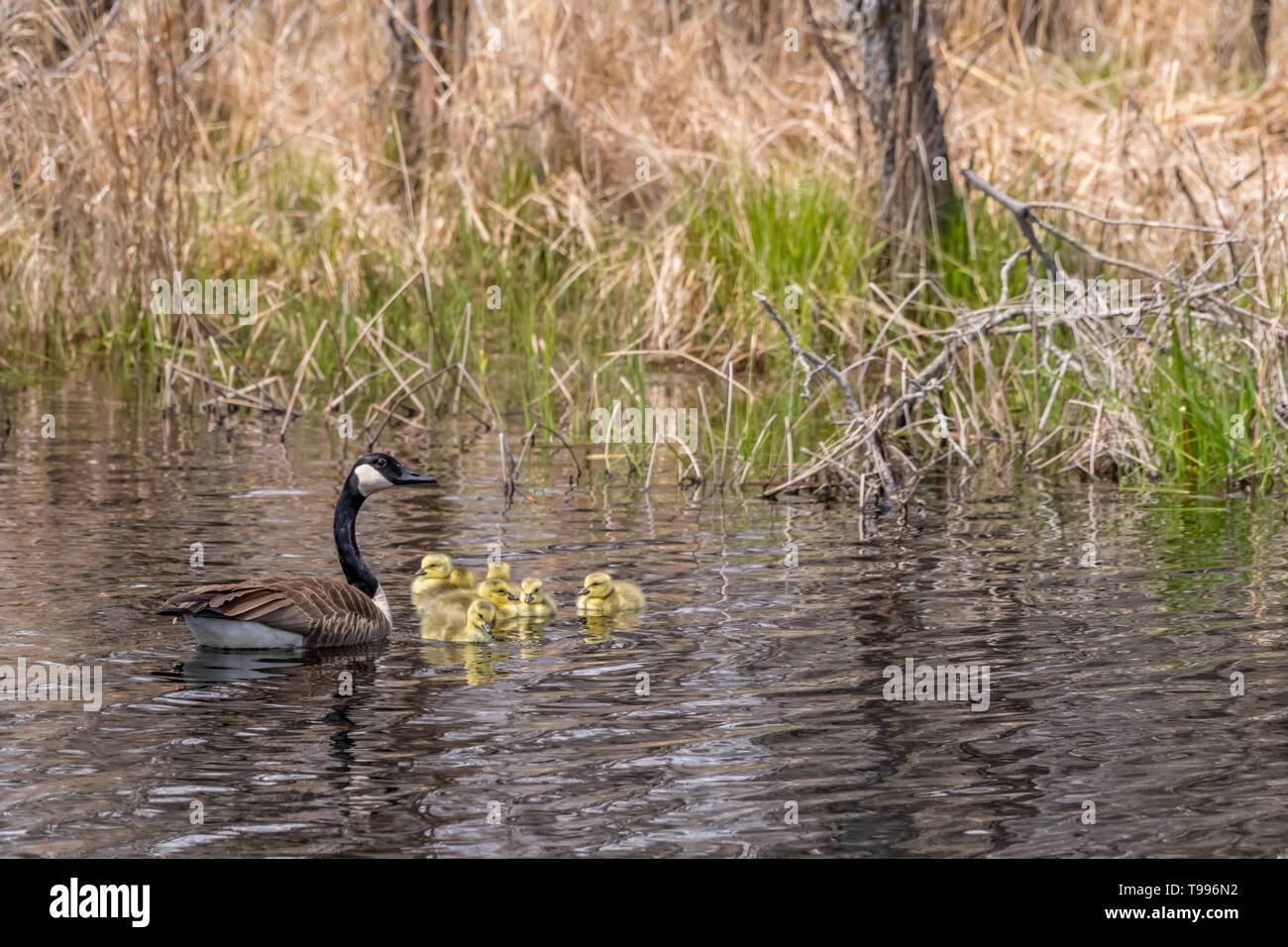 Los gansos de Canadá (Branta canadensis) adulto y cinco goslings (pichones) natación. Foto de stock