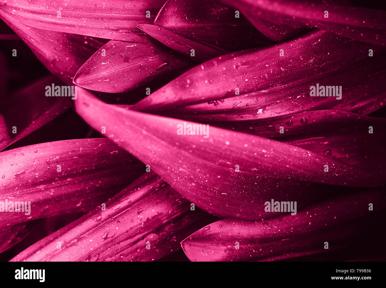 Rosa magenta brillante deja vista superior fondo minimalista. Concepto de fondo floral. Color del verano de 2019. Los pétalos de la flor de cerca. Floristería de hobby. Banner web, tarjeta de felicitación idea Foto de stock