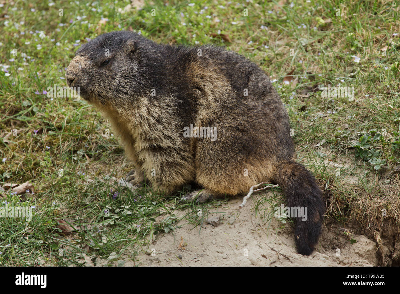 La marmota alpina (Marmota marmota). Animales silvestres. Foto de stock