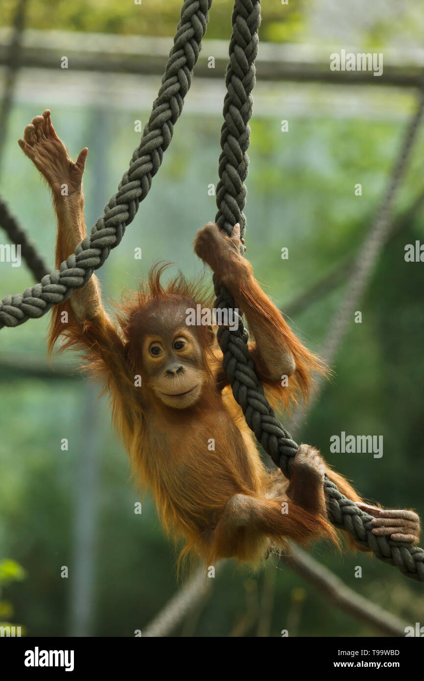 Recién nacido el orangután de Sumatra (Pongo abelii) jugando con sogas en el Zoo Hellabrunn (Tierpark Hellabrunn) en Munich, Baviera, Alemania. Foto de stock