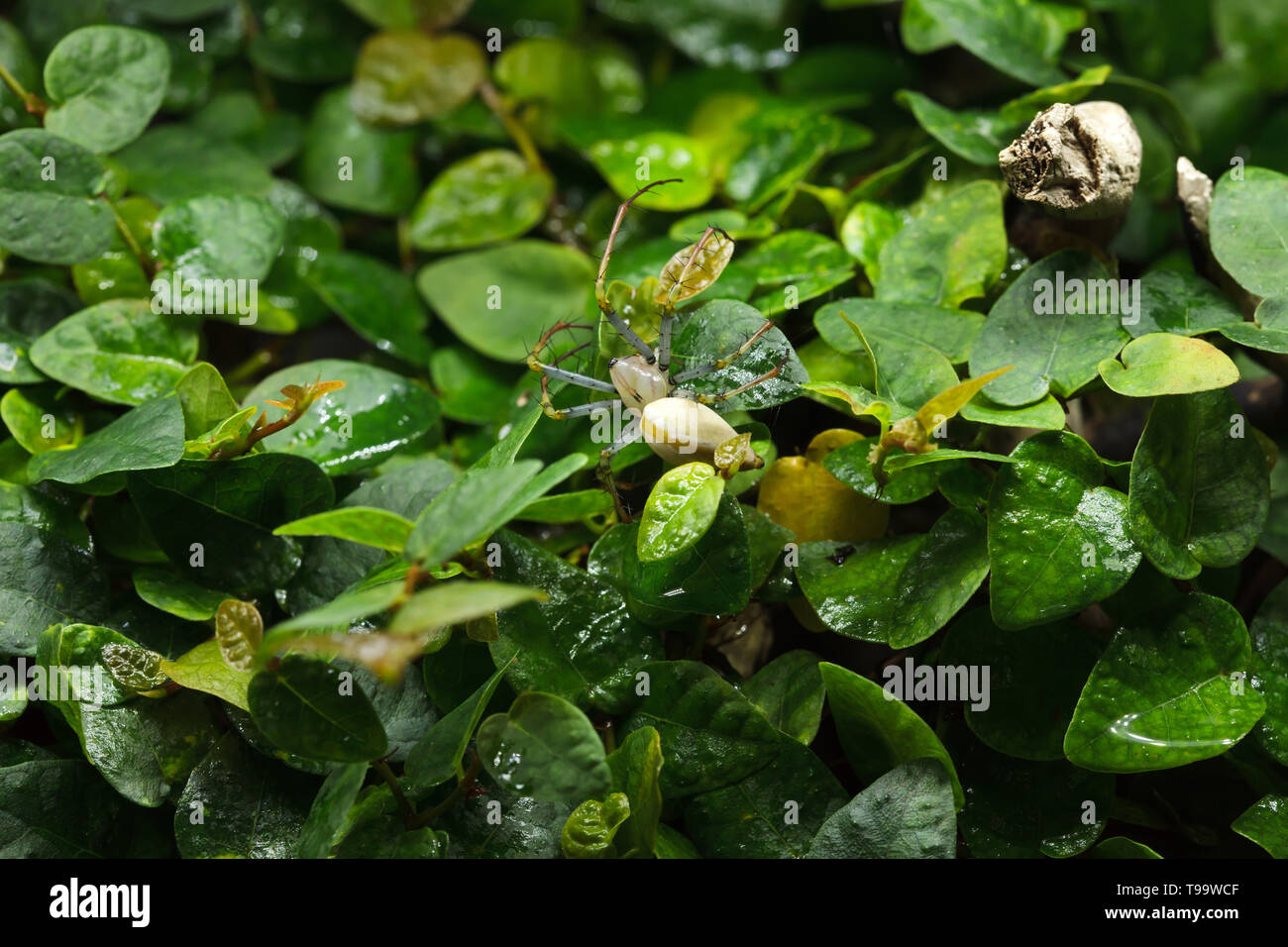 La araña lince verde malgache (Peucetia madagascariensis). Animales silvestres. Foto de stock