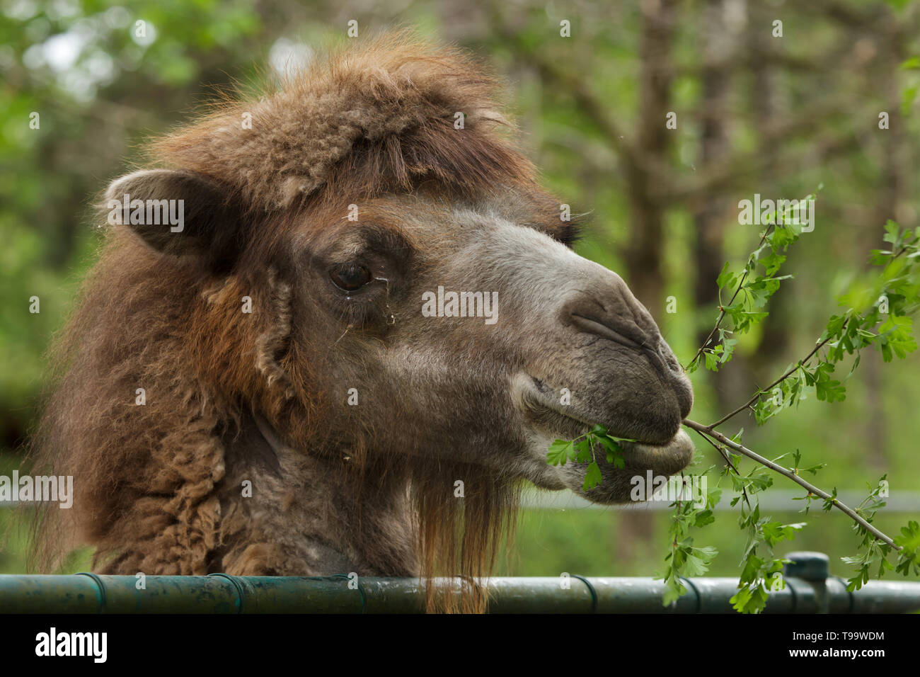 Camello bactriano (Camelus bactrianus). Animal domesticado. Foto de stock