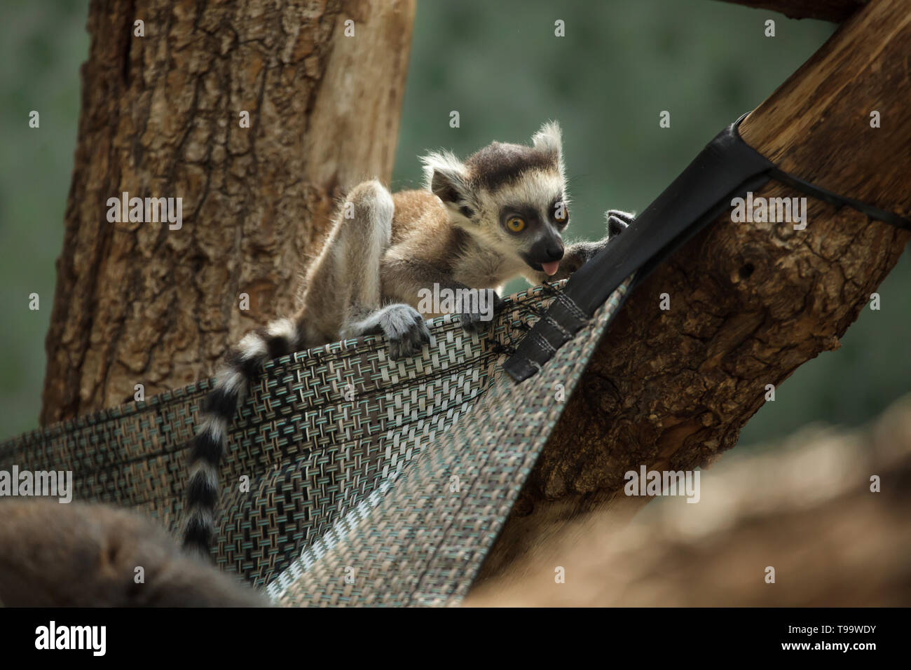 Nacido lémur de cola anillada (Lemur catta) en el zoológico Hellabrunn (Tierpark Hellabrunn) en Munich, Baviera, Alemania. Foto de stock