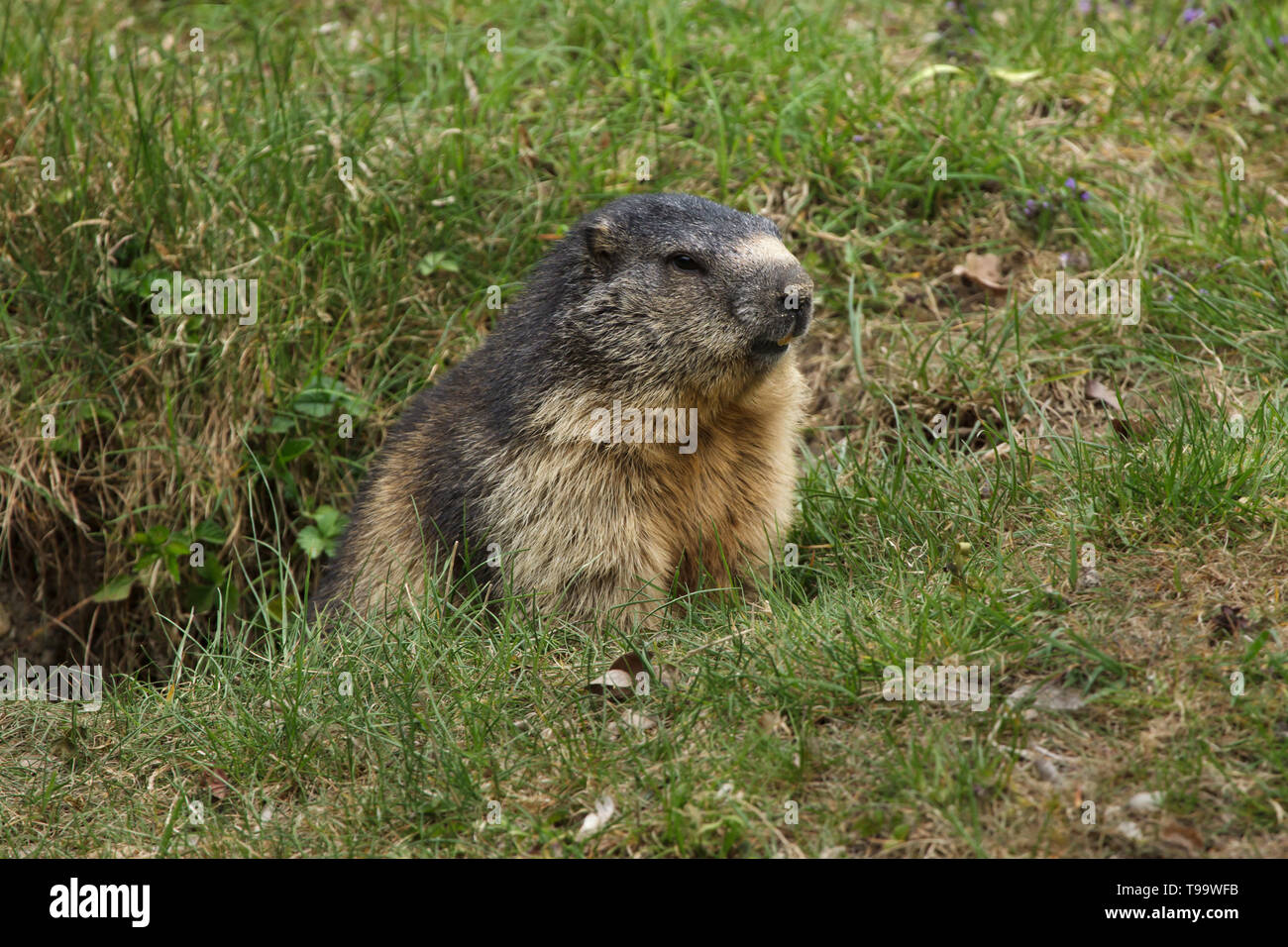 La marmota alpina (Marmota marmota). Animales silvestres. Foto de stock