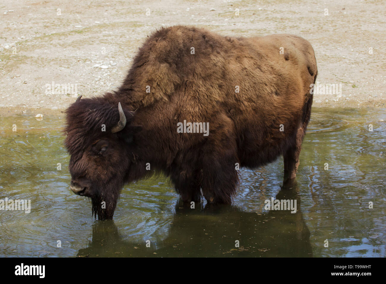 La madera el bisonte (Bison bison athabascae), también conocido como el bisonte de montaña. Foto de stock