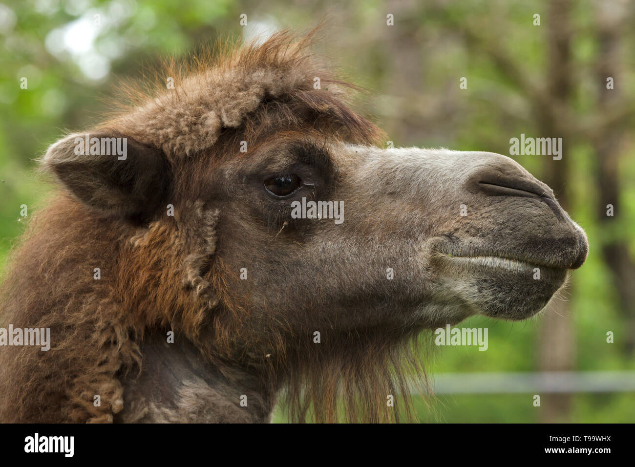 Camello bactriano (Camelus bactrianus). Animal domesticado. Foto de stock