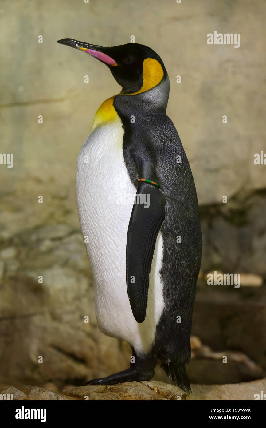 Pingüino Rey (Aptenodytes patagonicus). Animales silvestres. Foto de stock