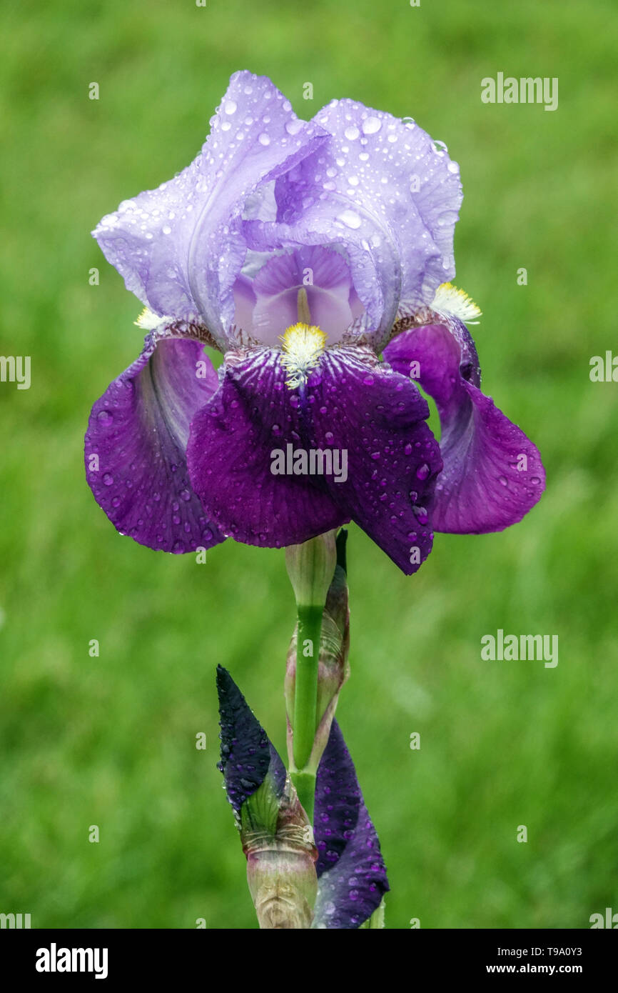 Alemán, Iris Iris azules Germanica, gotas de agua sobre flor Foto de stock