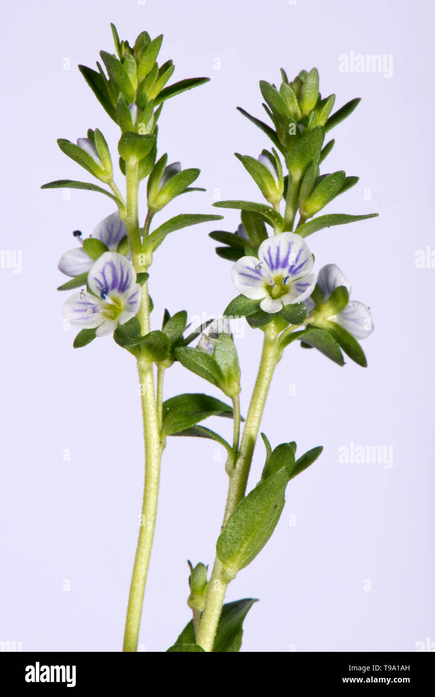 Tomillo-hojas speedwell (Veronica serpyllifolia) los picos de floración y de pasta azul de flores blancas, Berkshire, Abril Foto de stock