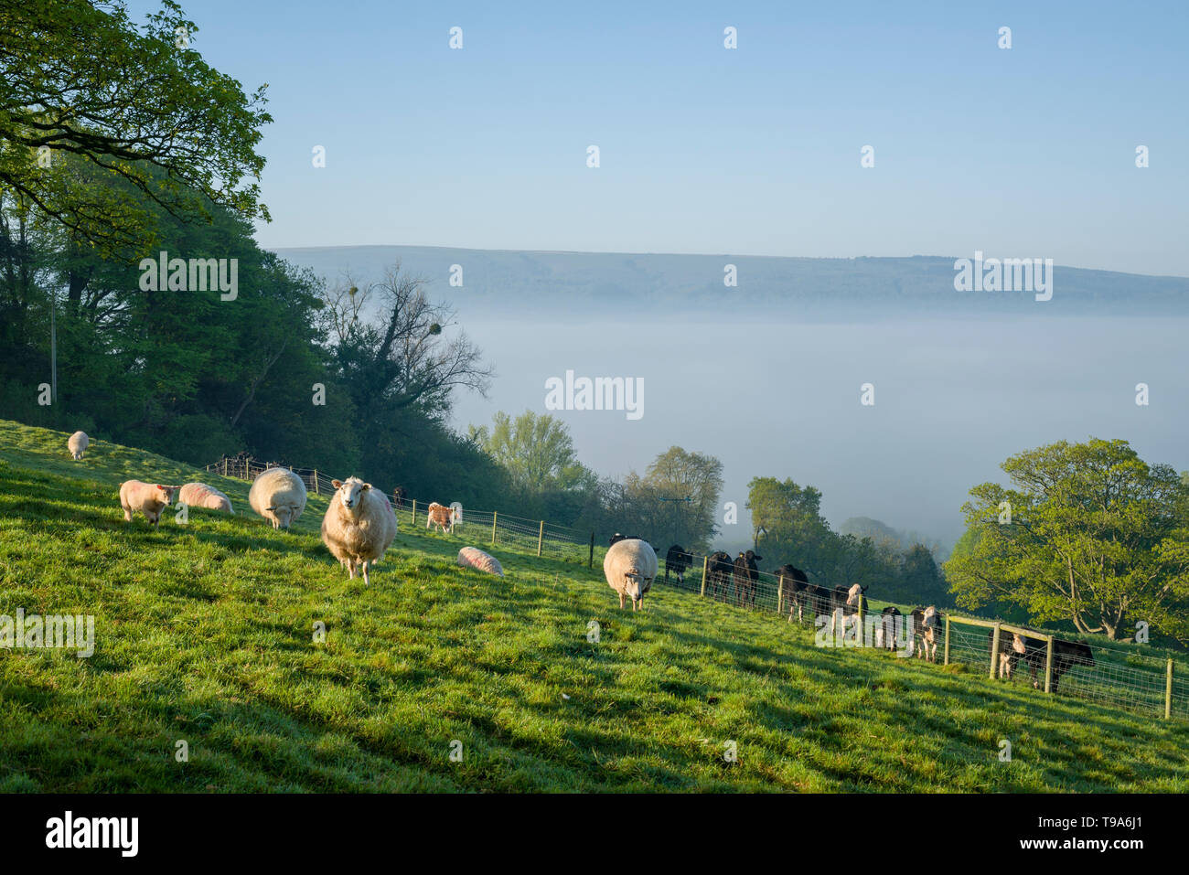 Ovinos y bovinos en una mañana de primavera en la antigua colina con niebla y Mendip Hills en la distancia. Wrington, North Somerset, Inglaterra. Foto de stock