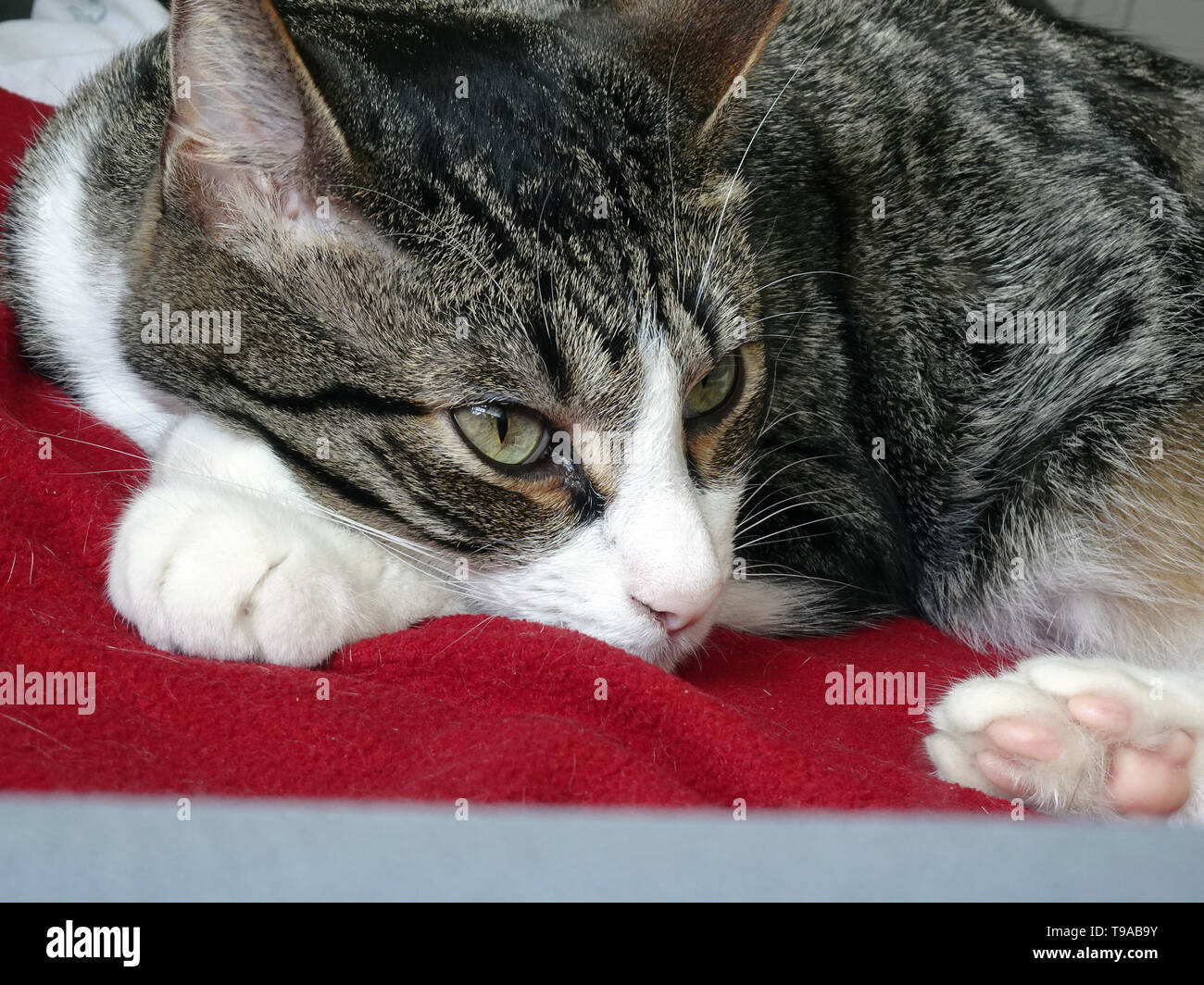 Gato atigrado gris y blanco para dormir Fotografía de stock - Alamy