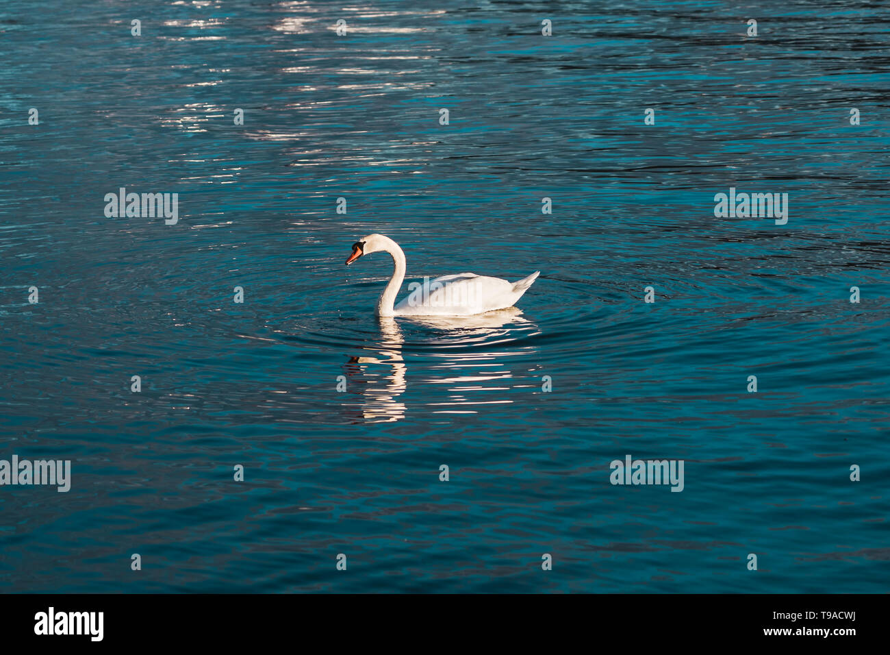 Cisne nadando en las aguas fuera de la ciudad de Estocolmo en una tarde soleada, Suecia Foto de stock