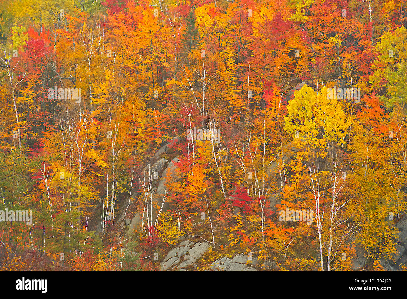 Colores de otoño junto al río Vermilion en el distrito de Sudbury, el río desemboca en el Lago Huron Whitefish Ontario Canada Foto de stock