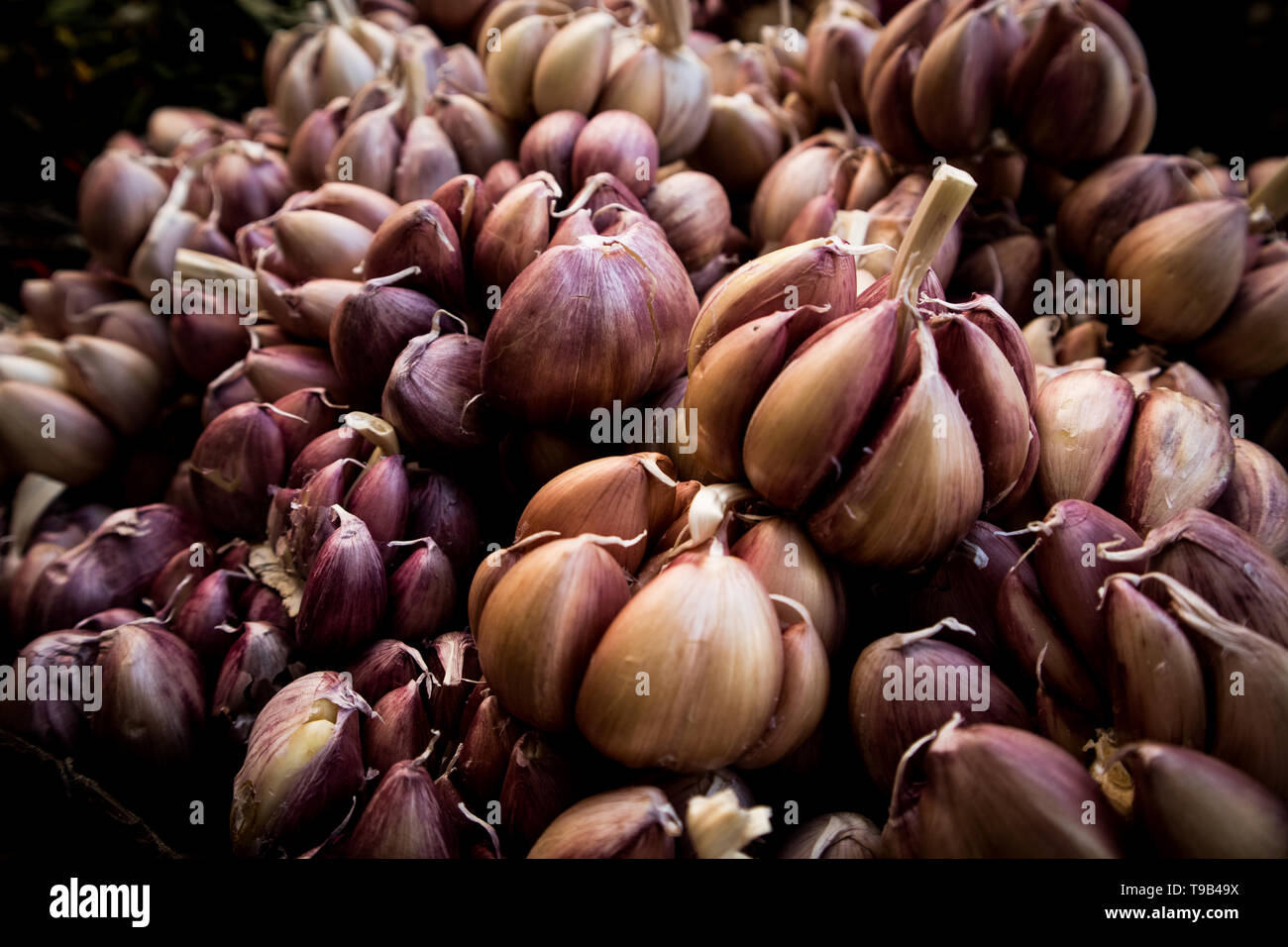 Grandes bulbos de ajo morado para la venta en el mercado de la Ciudad de  México Fotografía de stock - Alamy