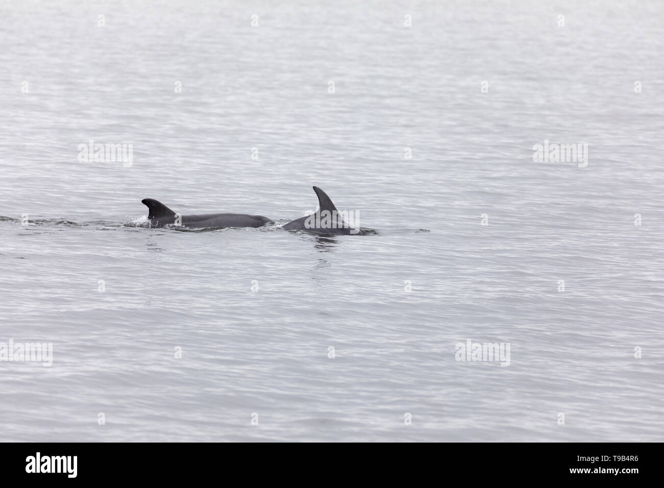 Común del Atlántico o el delfín mular (Tursiops truncatus) Foto de stock