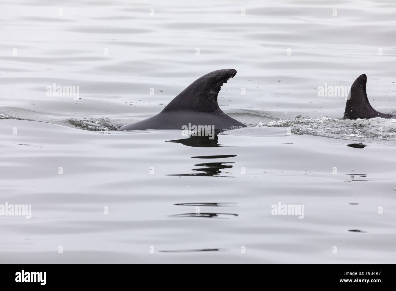 Común del Atlántico o el delfín mular (Tursiops truncatus) Foto de stock