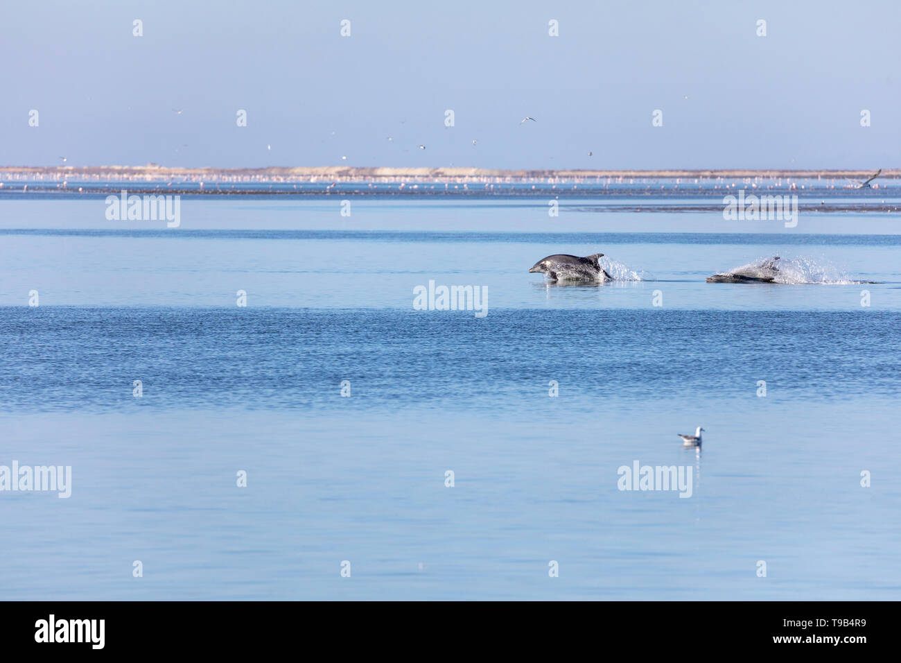 Común del Atlántico o el delfín mular (Tursiops truncatus) Foto de stock