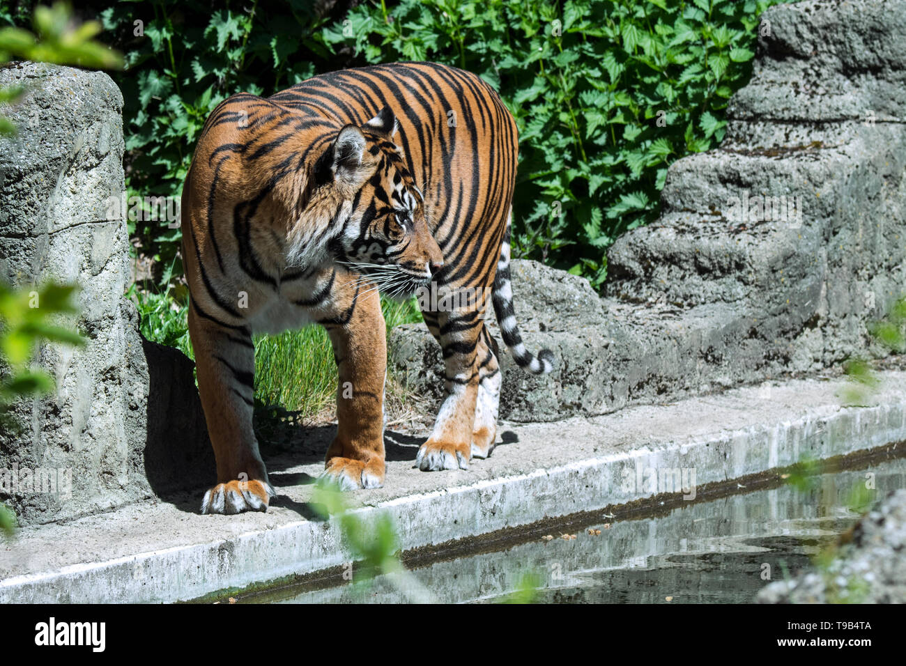Tigre de Sumatra (Panthera tigris sondaica) originaria de Sumatra, Indonesia Foto de stock