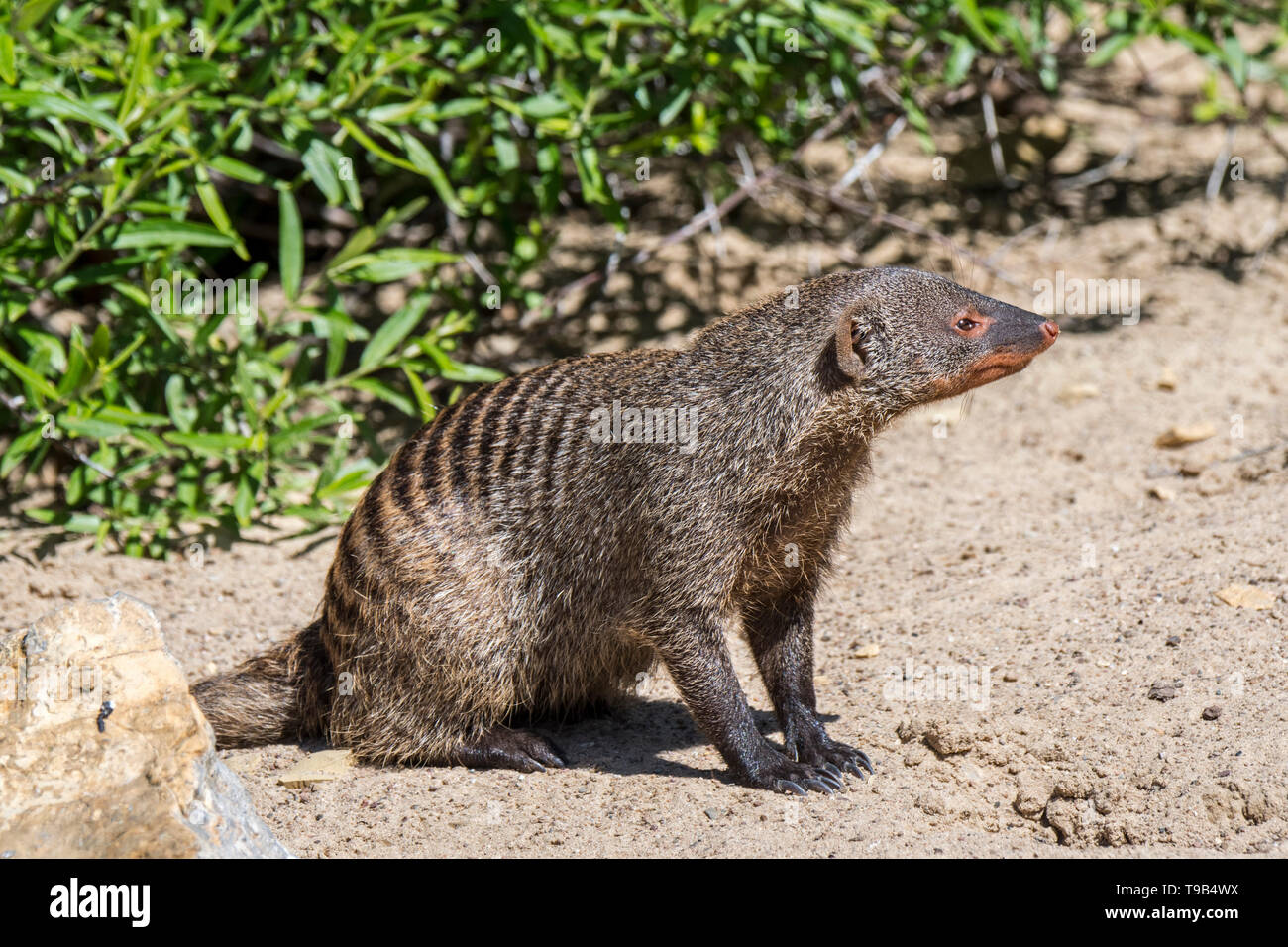 La mangosta animal fotografías e imágenes de alta resolución Alamy