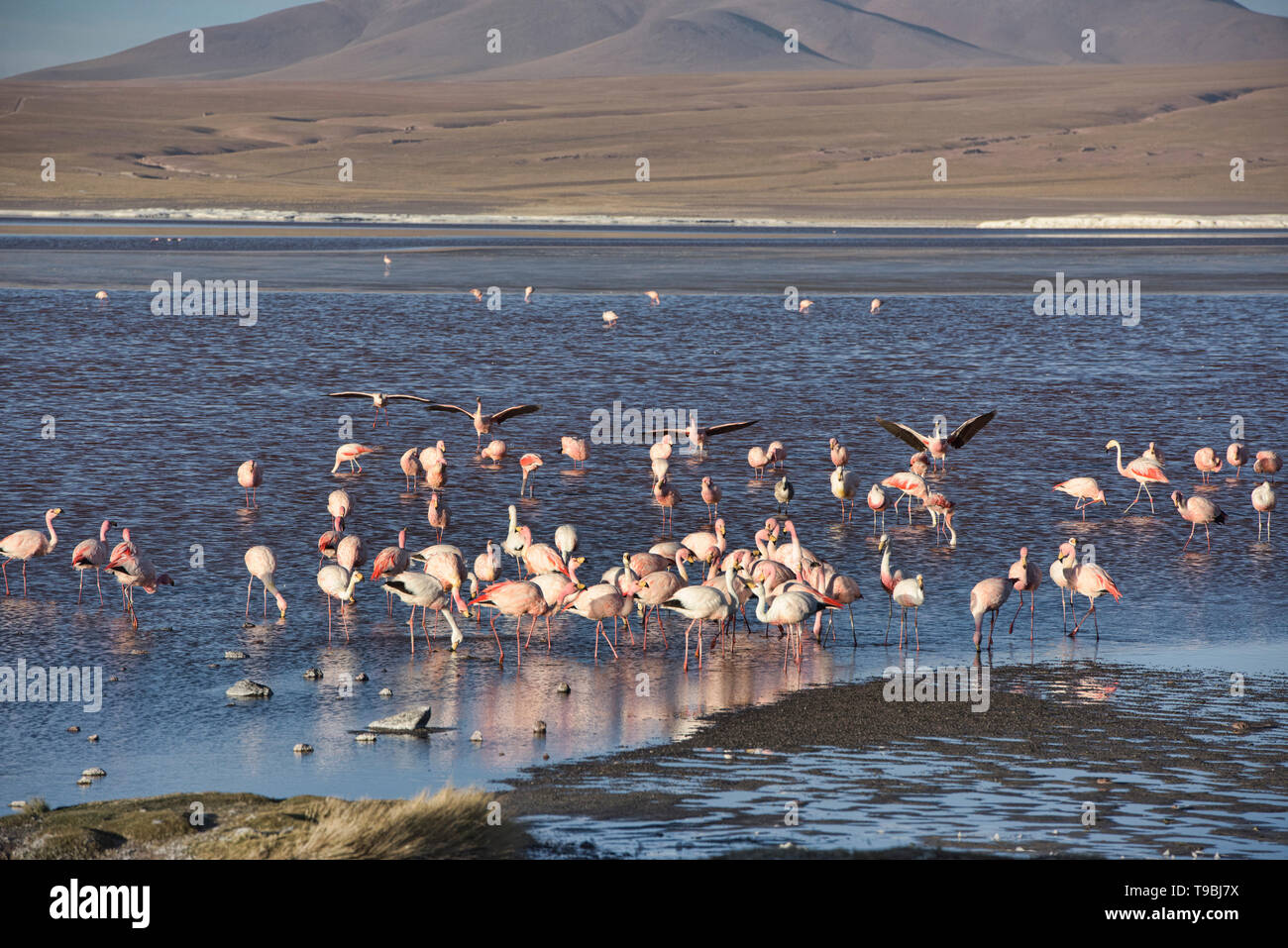 Una extravagancia de James's, andinos y flamencos chilenos en la Laguna Colorada, el Salar de Uyuni, Bolivia Foto de stock