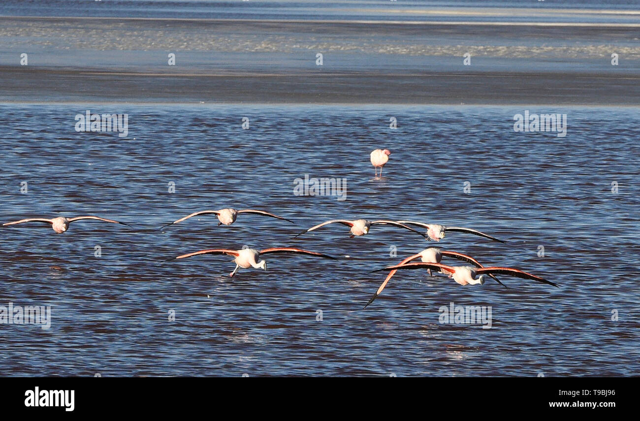 James's Flying flamencos (Phoenicoparrus jamesi), Eduardo Avaroa Reserva Nacional, el Salar de Uyuni, Bolivia Foto de stock