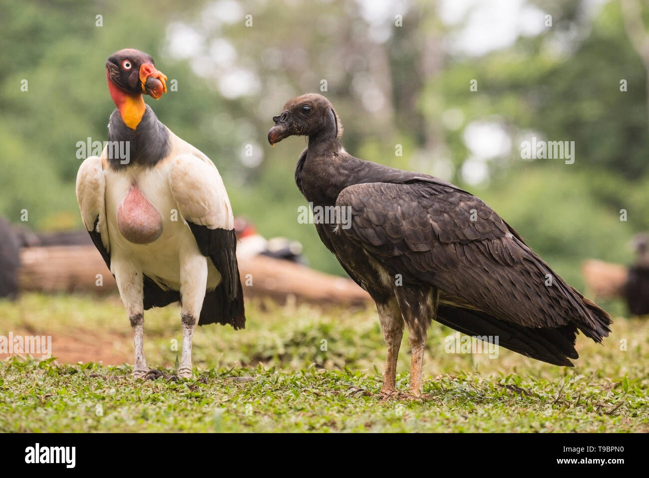 Zopilote rey, aves inmaduras se alimentan en tierra, la Laguna de Lagarto, Costa Rica el 30 de marzo de 2019 Foto de stock