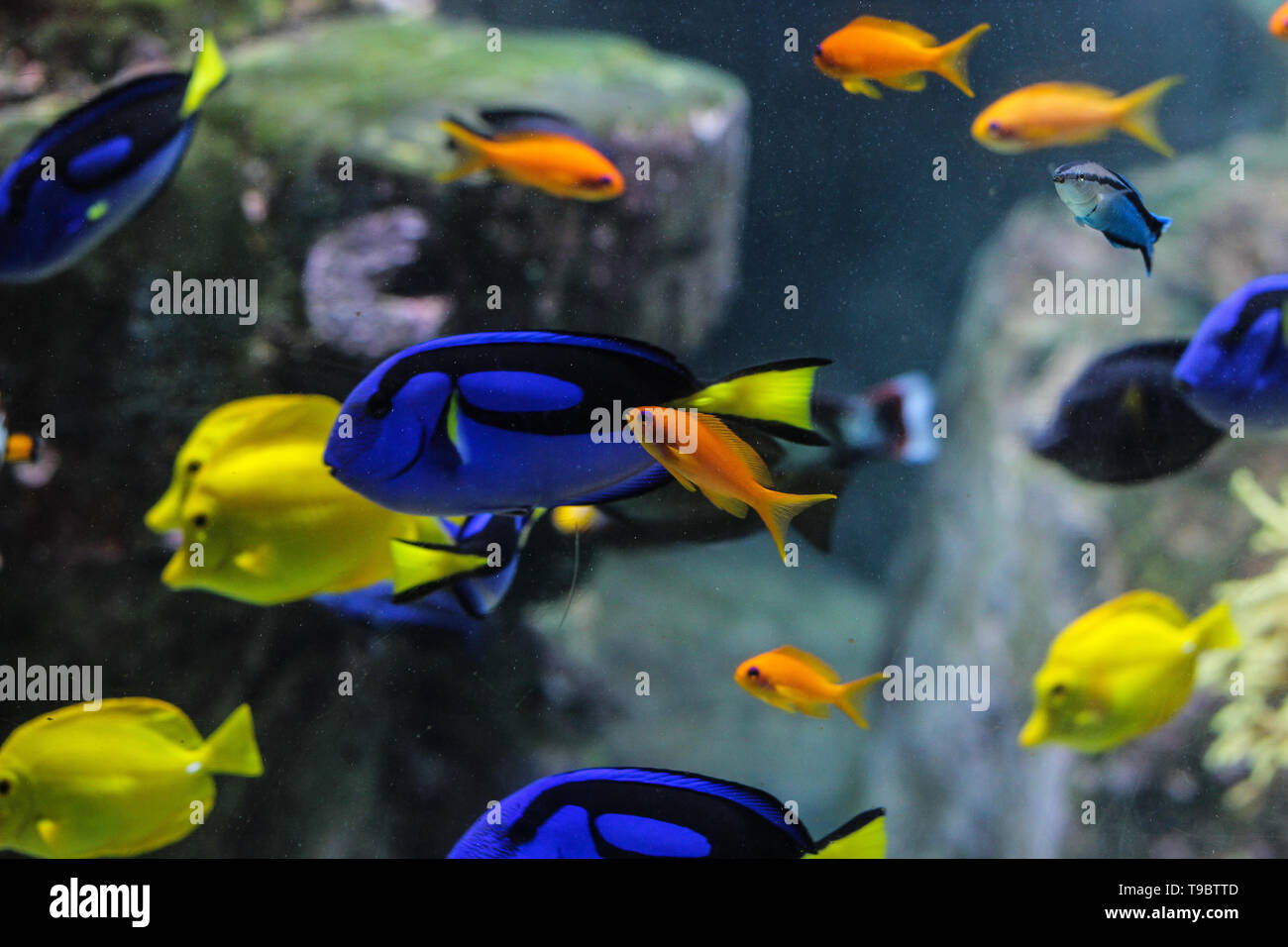 El Pez Dory Fotos E Imagenes De Stock Alamy El Pez Dory Fotos E Imagenes De Stock Alamy