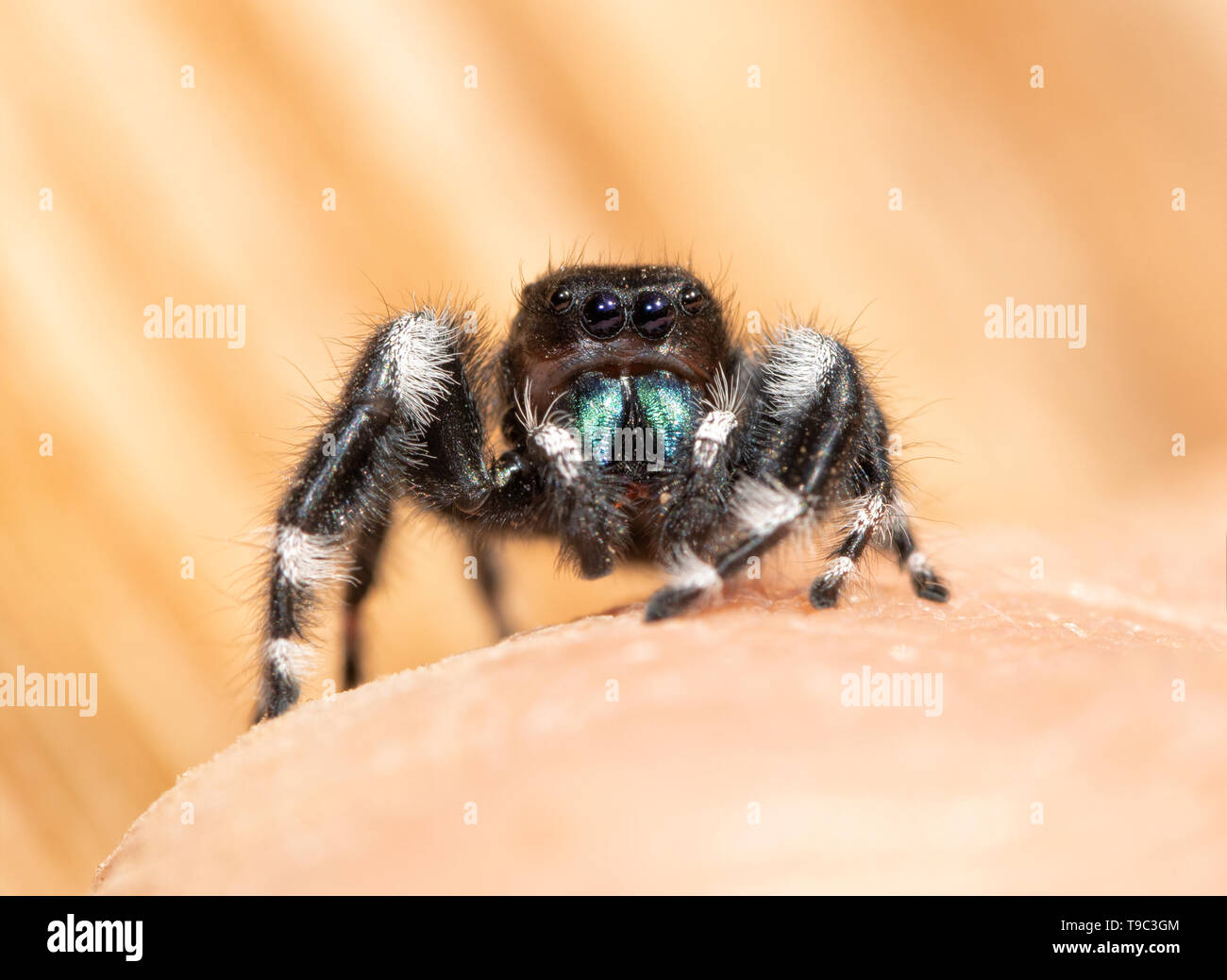 Sorprendentemente hermosa negrita Jumping spider, Phidippus audax, reposando encima de una mano humana, mirando el visor Foto de stock