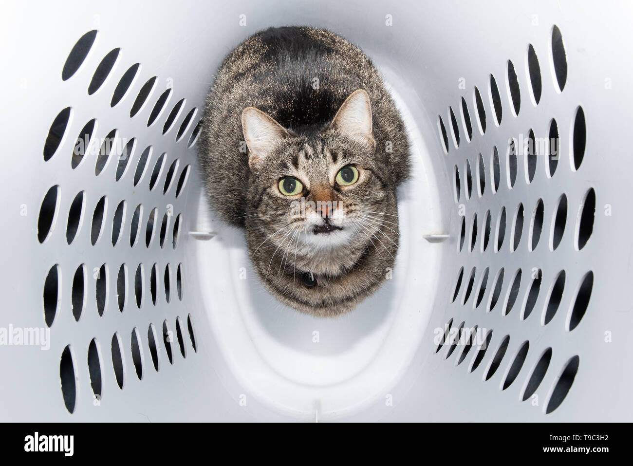 Imagen cómica de un gato atigrado marrón sentado en una lavandería, mirando hacia arriba Foto de stock