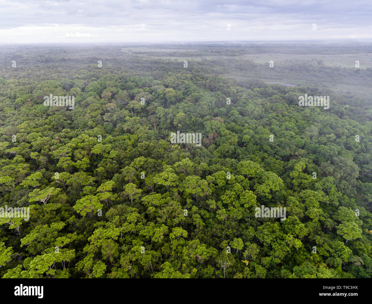 Vista aérea de un bosque en el norte del Pantanal, Brasil Foto de stock