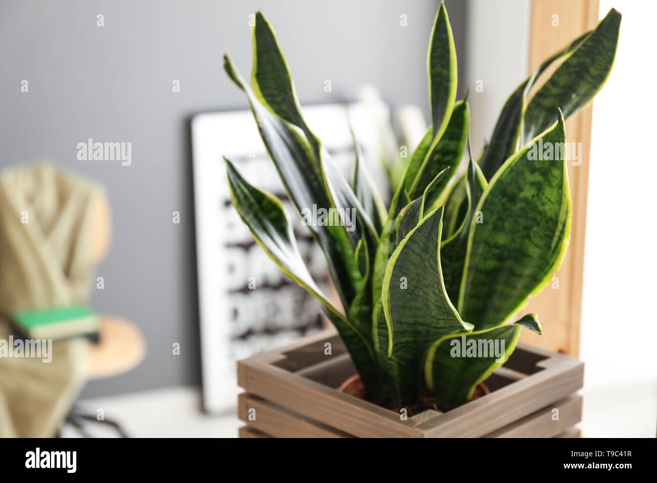 Planta sansevieria decorativo en la habitación, closeup Foto de stock