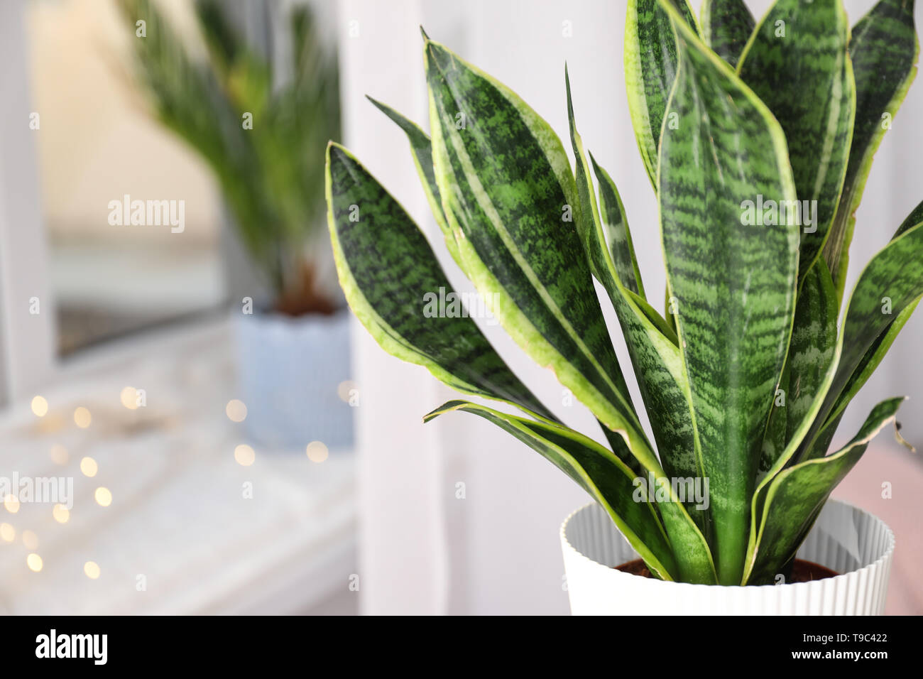 Planta sansevieria decorativo en la habitación, closeup Foto de stock