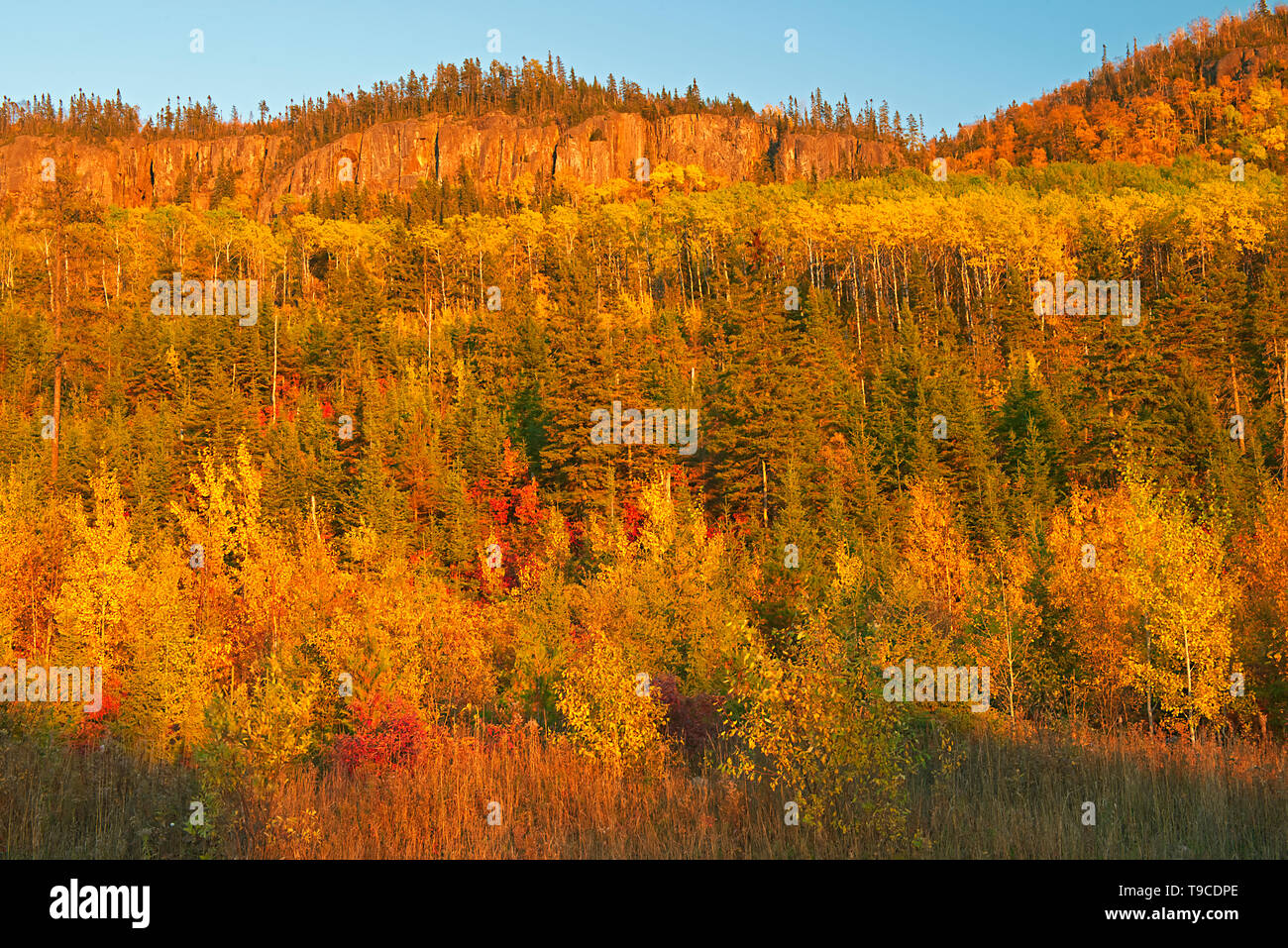 Colinas boscosas en colores del otoño cerca de Dublin en Ontario, Canadá Foto de stock