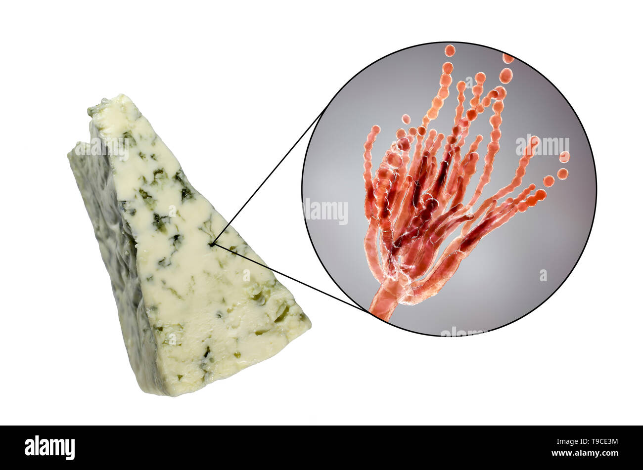 El hongo Penicillium y queso Roquefort, imagen compuesta Foto de stock