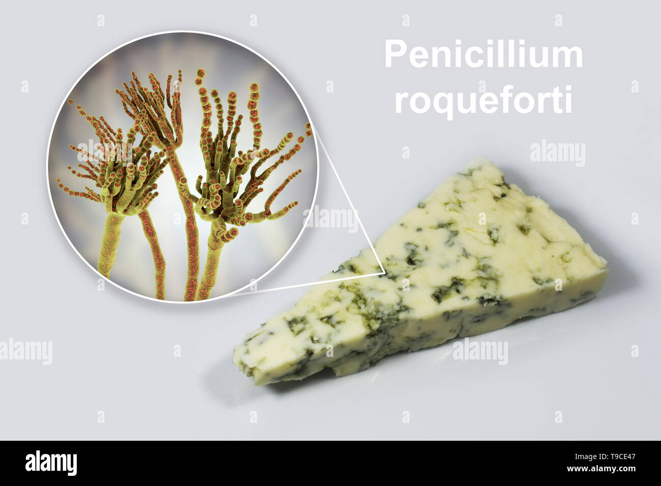 El hongo Penicillium y queso Roquefort, imagen compuesta Foto de stock