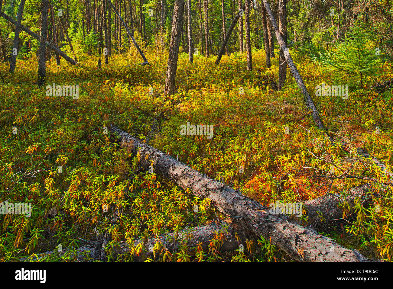 Abetos negros y el té de Labrador en el bosque boreal Pisew Falls Provincial Park Manitoba Canada Foto de stock