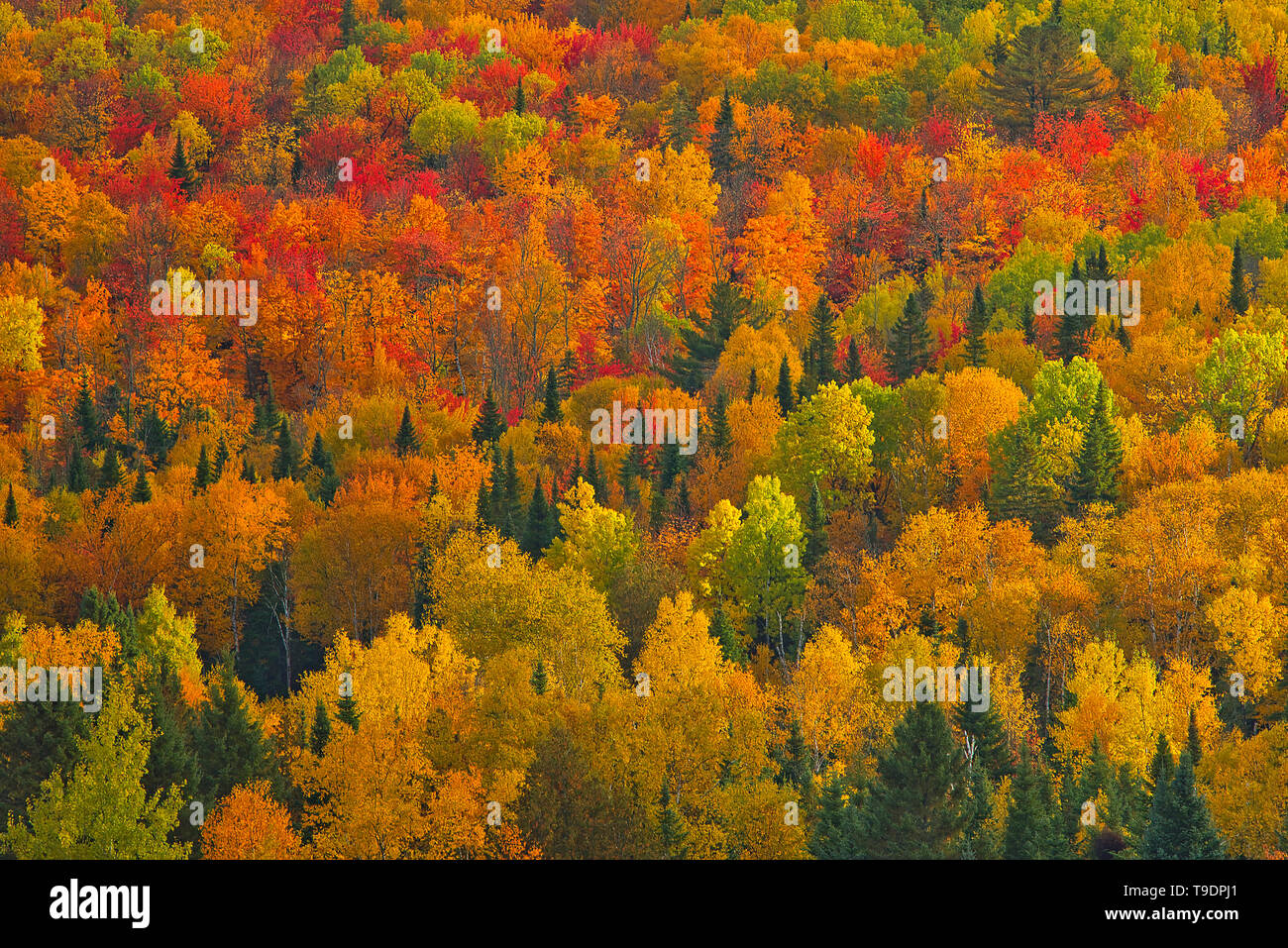 Acadio bosque en otoño de follaje. Cerca Edmunston. El condado de Madawaska, Saint-Joseph de Nueva Brunswick, Canadá Foto de stock