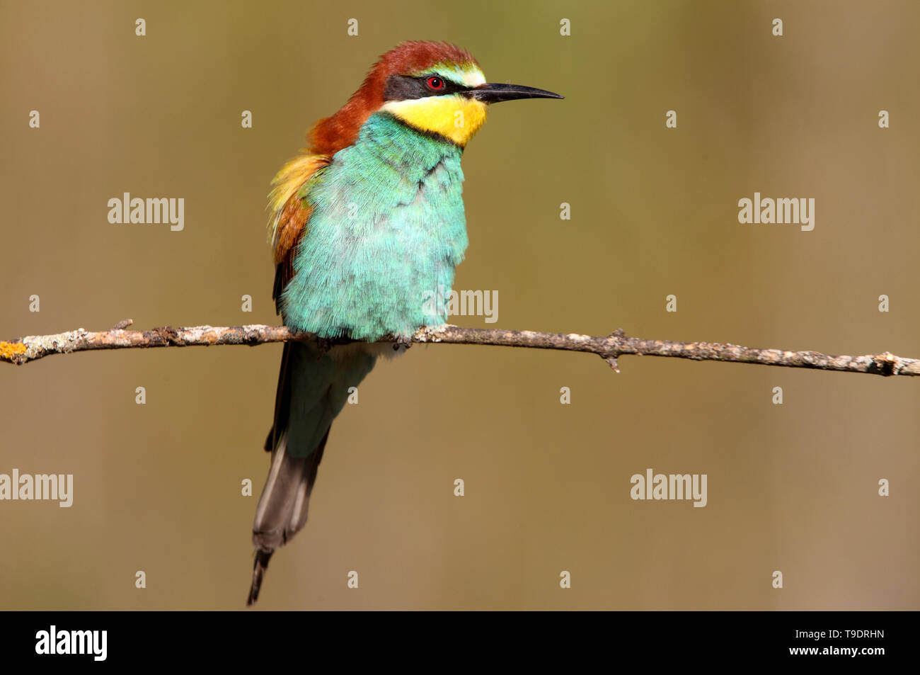 Merops apiaster Foto de stock