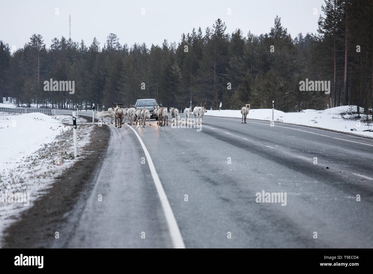 Manada de renos en el camino de la carretera Foto de stock