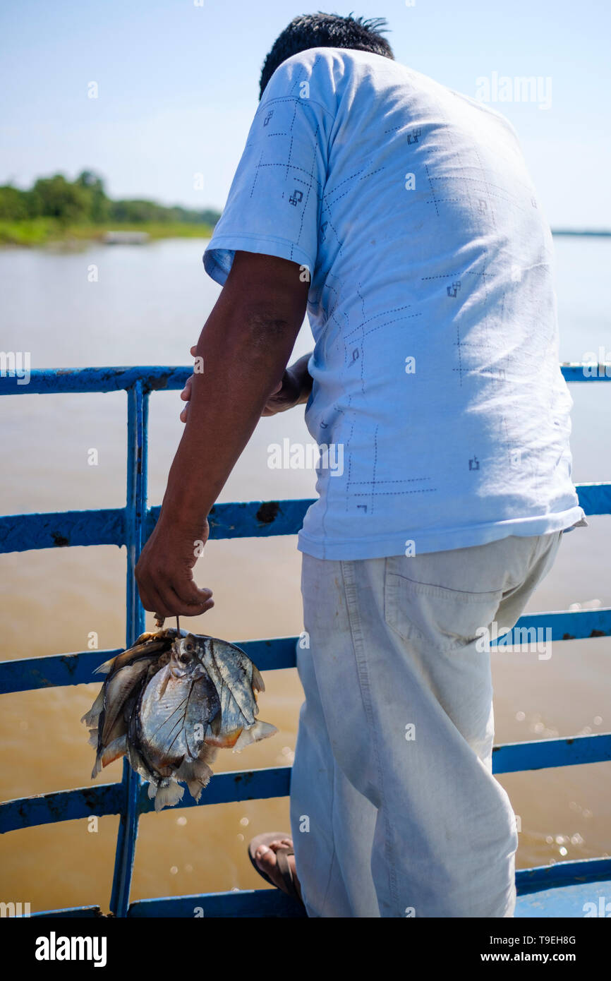 El hombre lleva local de un montón de pez llamado palometas y capturado en el río en el ferry que va de Yurimaguas a Iquitos, departamento de Loreto, Perú Foto de stock