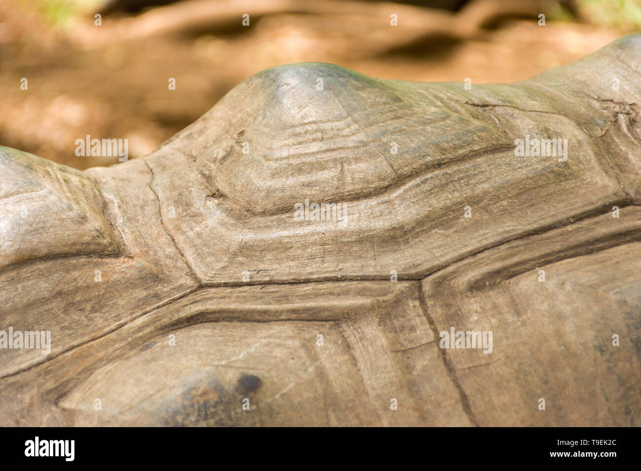 La tortuga gigante de Aldabra (Aldabrachelys gigantea) Detalle de shell Foto de stock