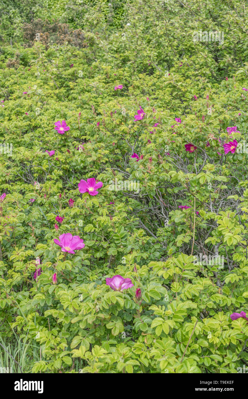 Flor rosa de Wild Rose / Japonés Rosa rugosa en la orilla de una playa de Cornualles. Los semi-dulce rosehips son comestibles. Foto de stock