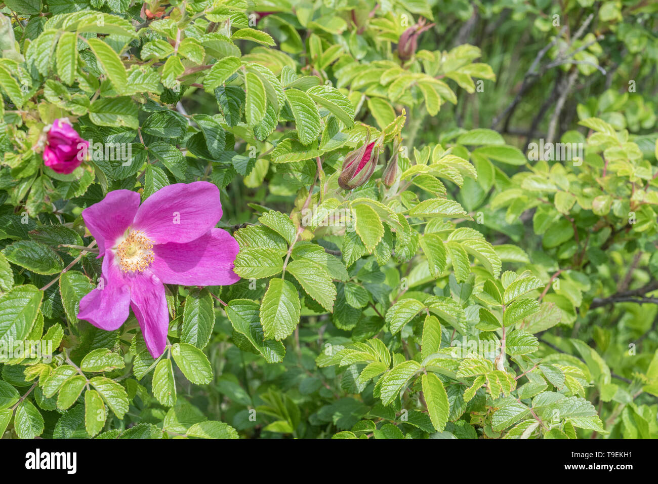 Flor rosa de Wild Rose / Japonés Rosa rugosa en la orilla de una playa de Cornualles. Los semi-dulce rosehips son comestibles. Foto de stock